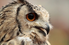 アイドルのよこがお