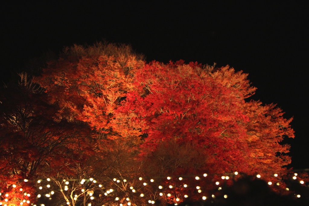 夜に萌える