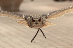 ．．．．．．．．．．　Σ(＠д＠;ﾉ)ﾉ 凸　 ﾋｨｨｨ...