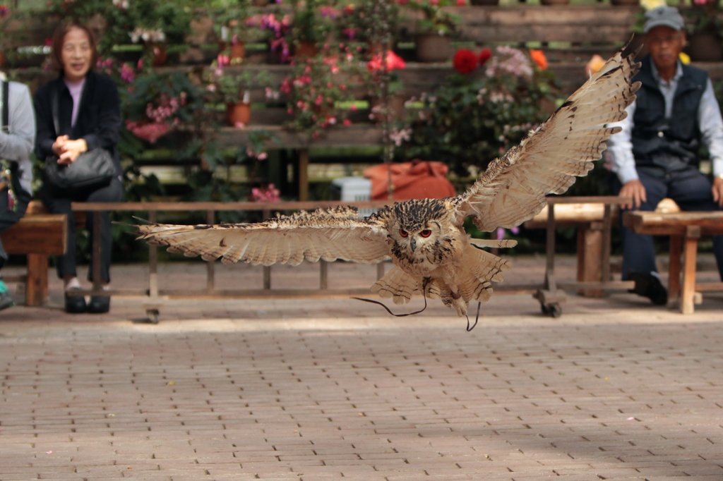 飛翔も「ドヤ顔」