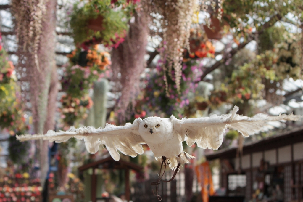 富士花鳥園にようこそ