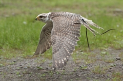 Low‐Altitude Flight
