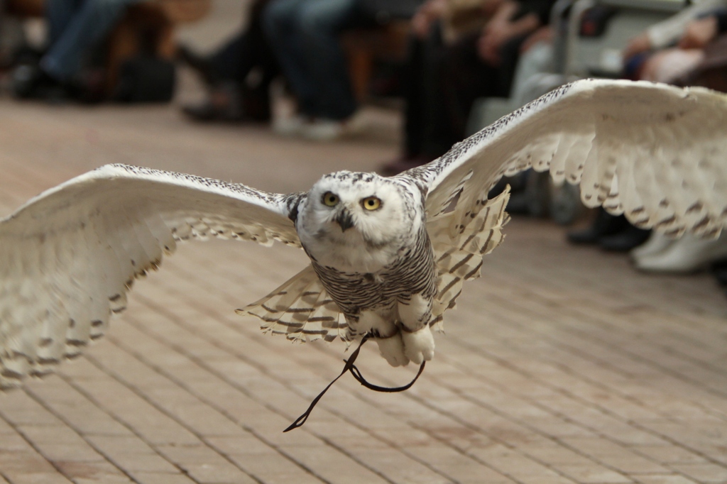 接近する幼鳥ルナ