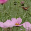花から花へ