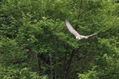 奴が来る! 奴が来る!