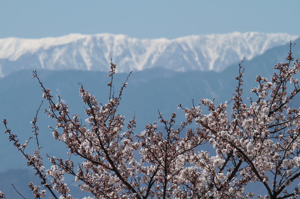 甲府盆地の春