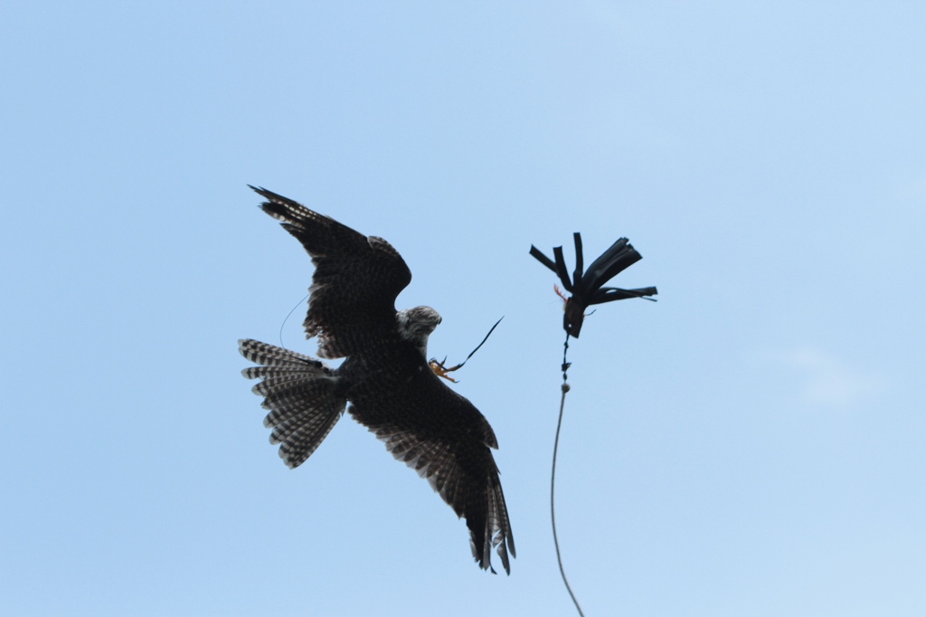 Catch!