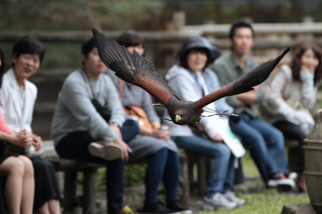 The Bird Show