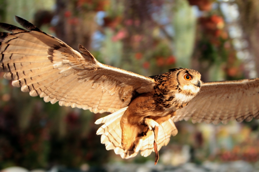 あの夕陽に向かって