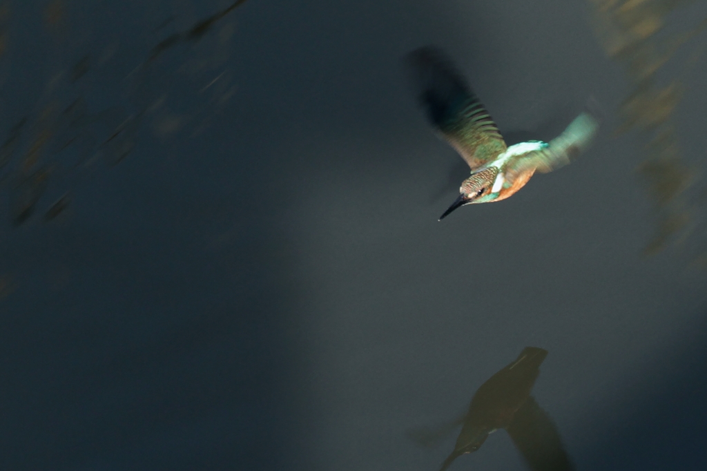 kingfisher