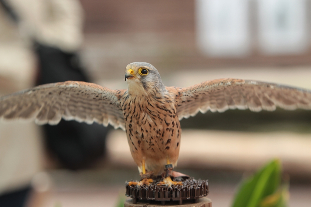 ラヂヲ体操第参