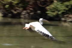 とまどうペリカン