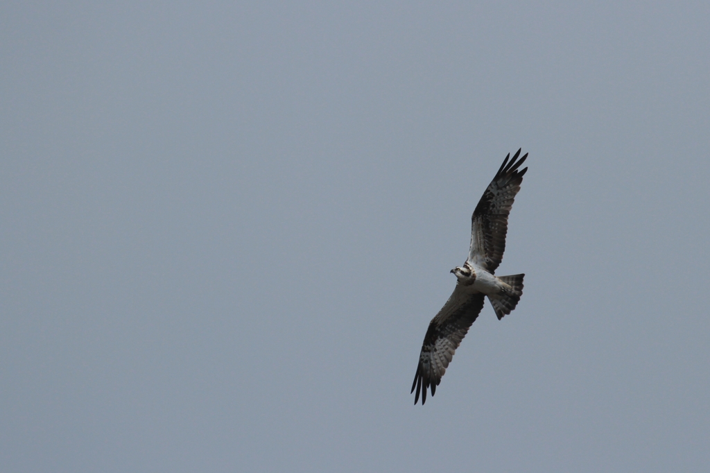 Osprey