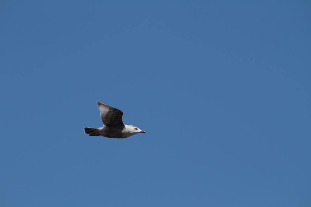白鳥はかなしからずや空の青海のあをにも染まずただよふ