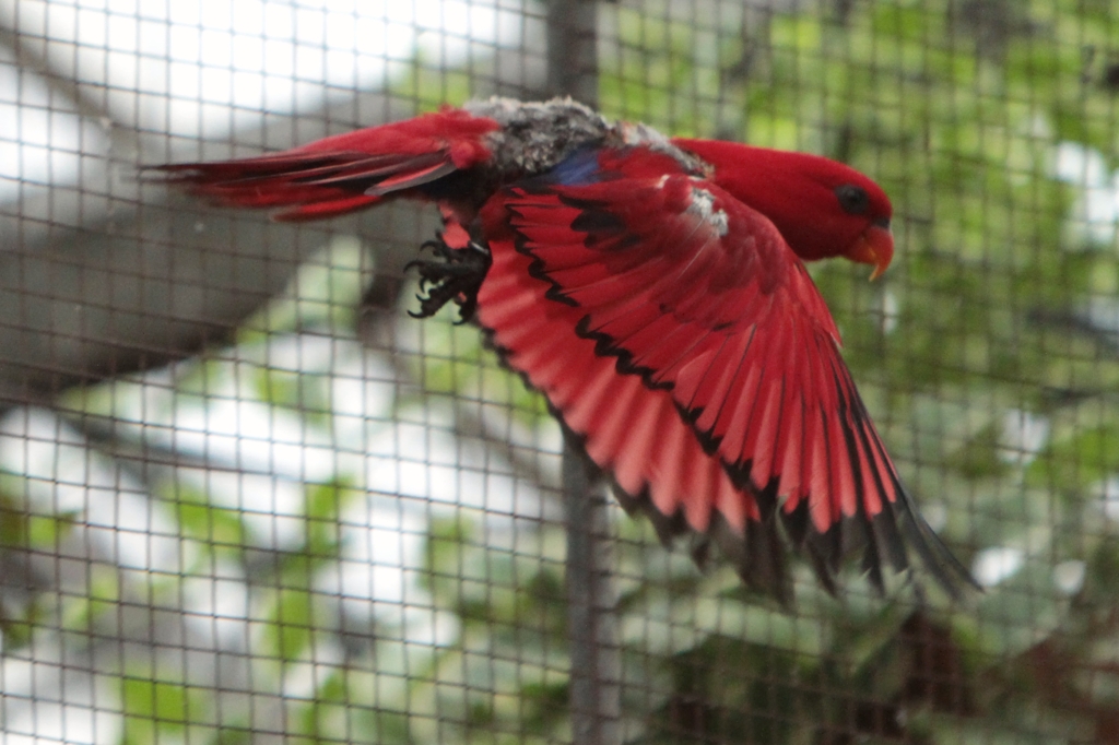 インコの飛翔姿（１）