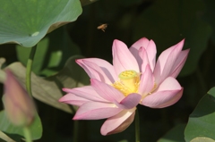 Nirvāṇa