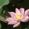 Nirvāṇa