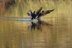 Synchronized Swimming