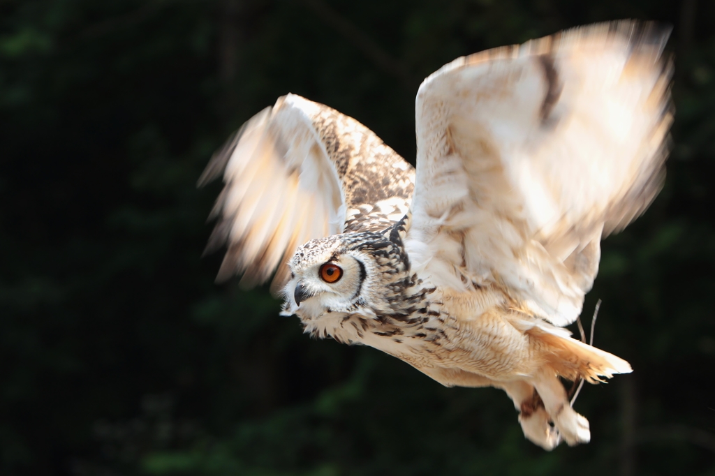 Bird Show