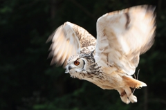 Bird Show