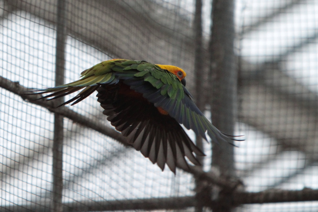 インコの飛翔姿（２）