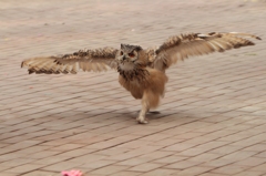 トコトコ