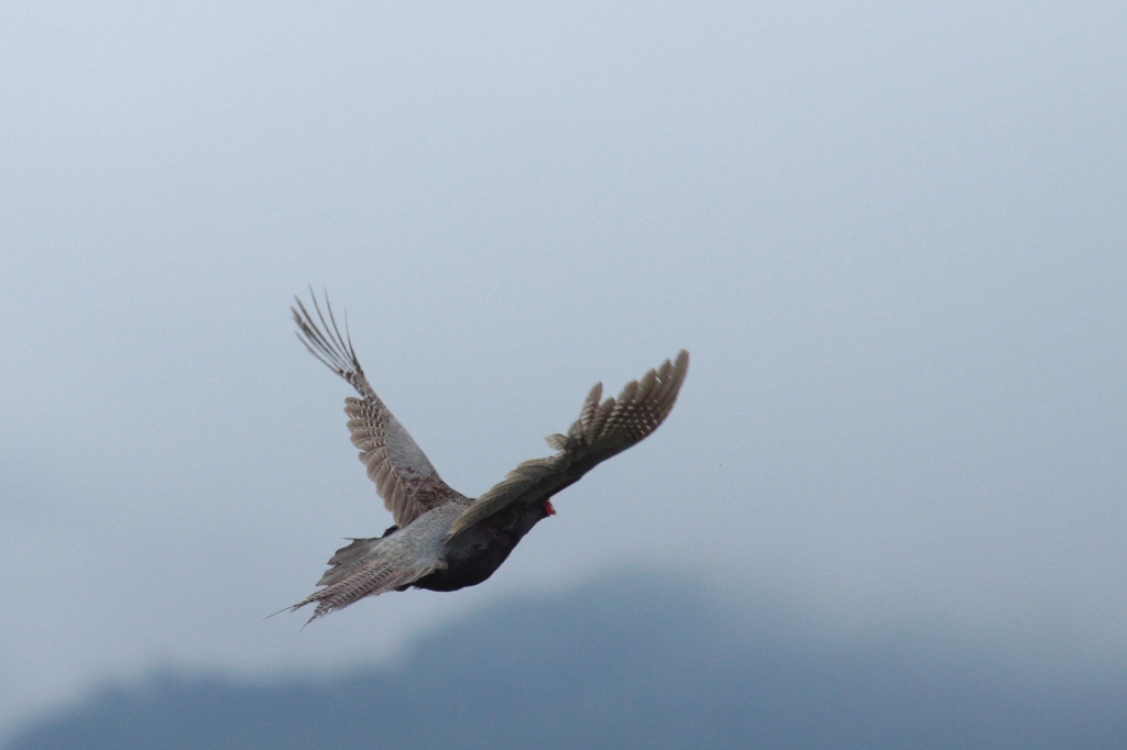 雉も鳴かずば、撃たれ（撮られ）まいに。