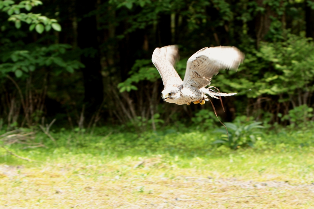 Hunter