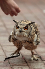 あんよはじょうず