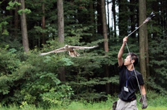 The Bird Show 