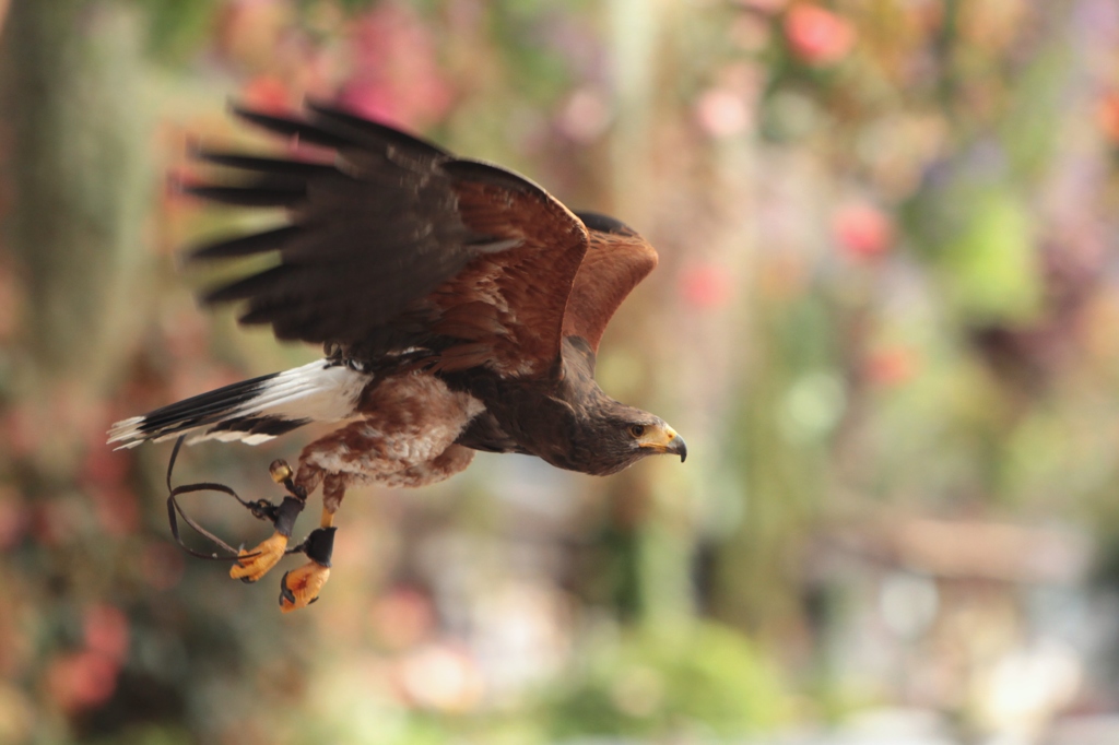 花と鳥の別天地『富士花鳥園』にようこそ