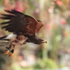 花と鳥の別天地『富士花鳥園』にようこそ