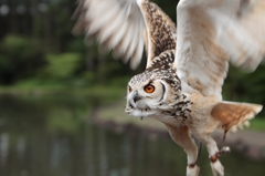 Bird Show
