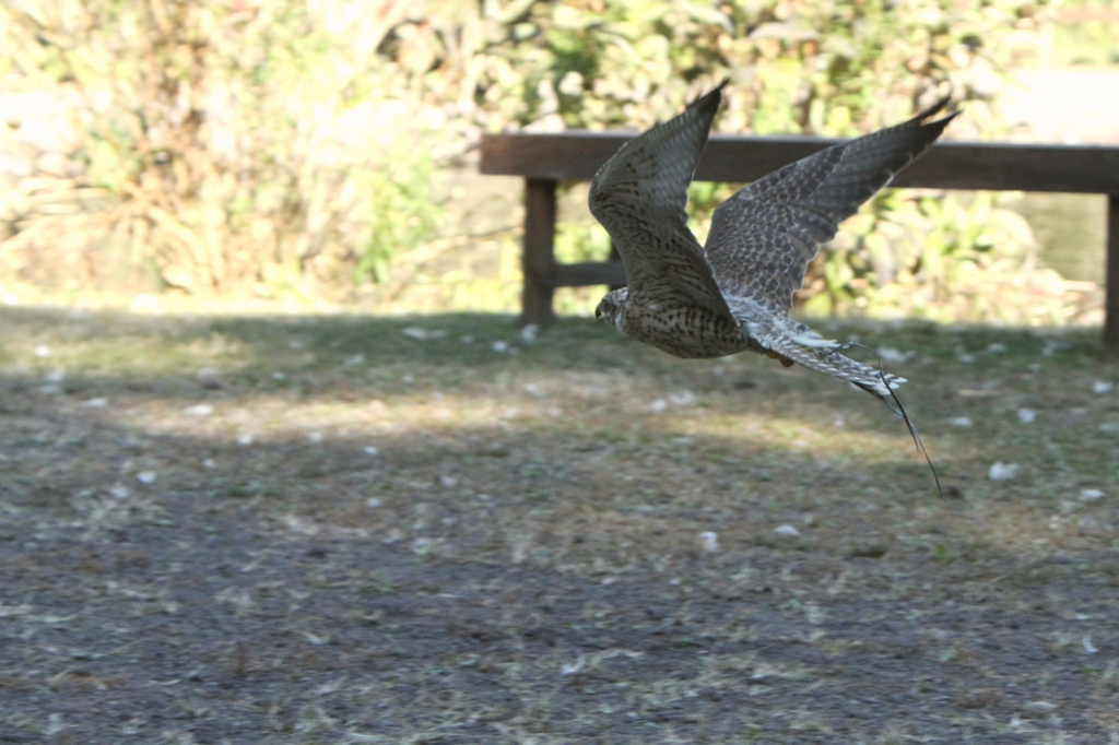 低空を飛び去る
