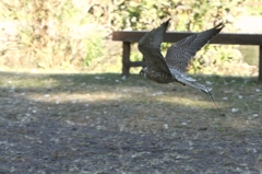低空を飛び去る