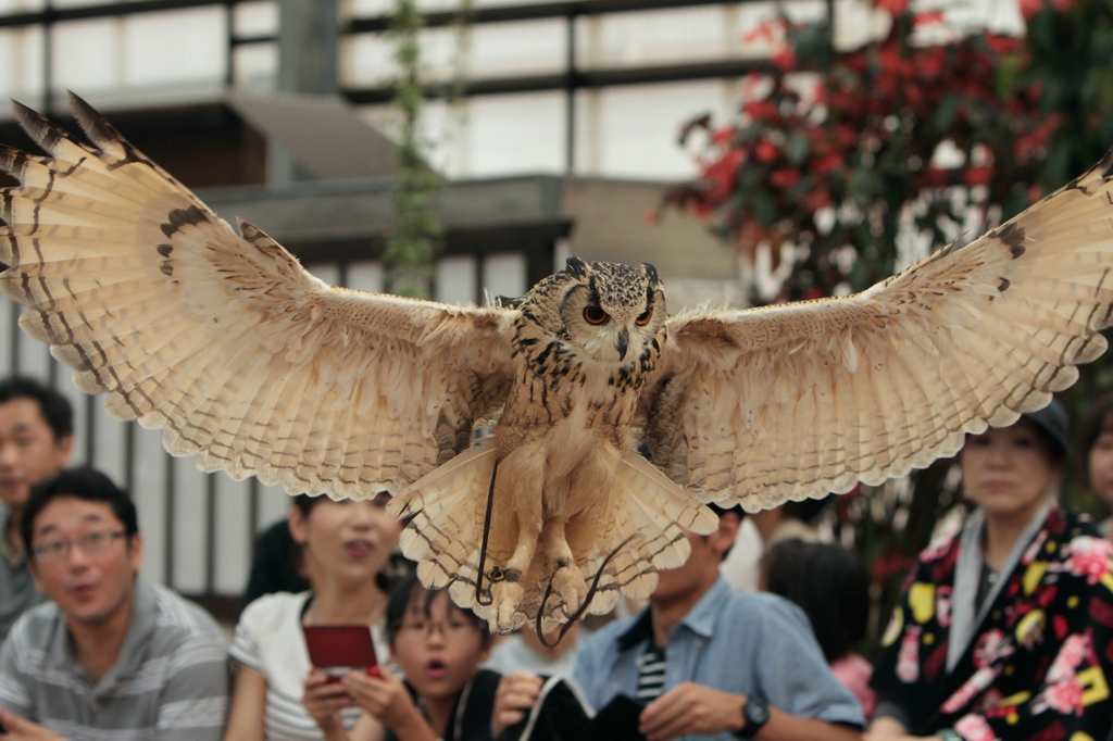 Wind is Blowing from the Aegean