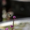 花から花へ