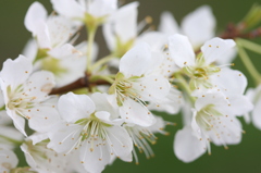 Prunus salicina　（李）