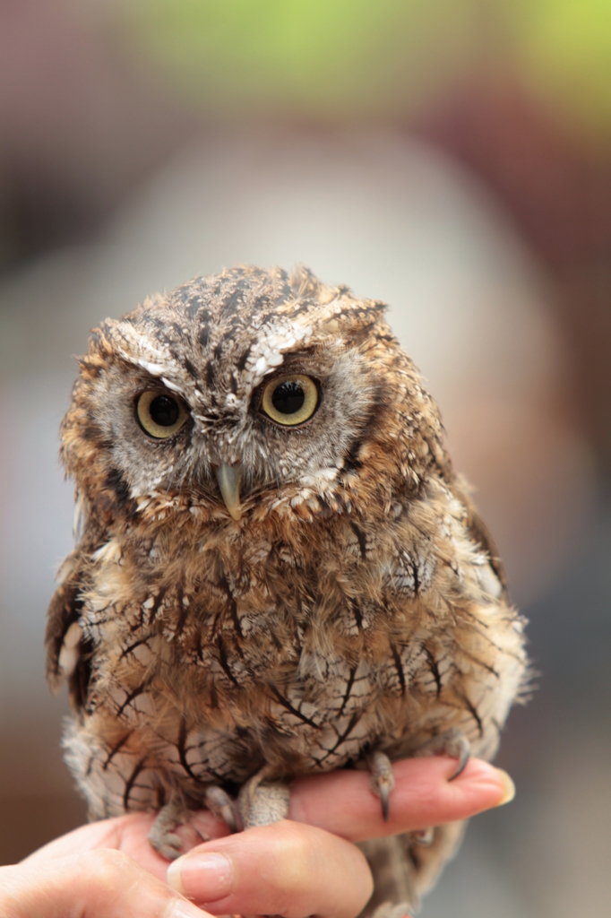 ミミズクまんじゅう