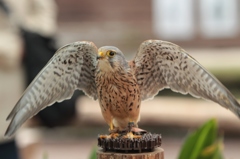 ラヂヲ体操第弐