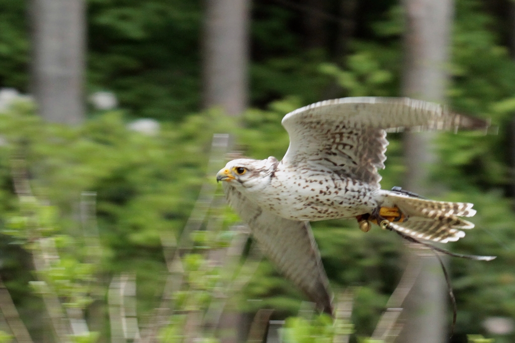 maximum speed