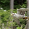 maximum speed