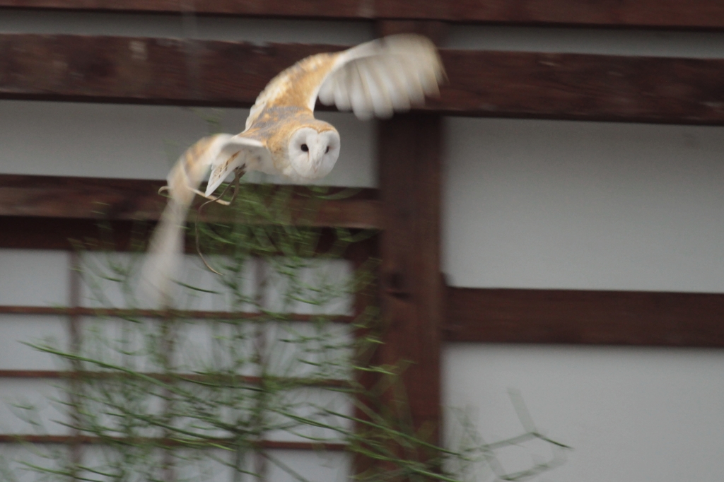 横っ飛び