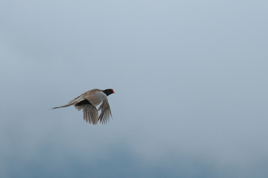 雉も鳴かずば撃たれまい