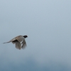 雉も鳴かずば撃たれまい
