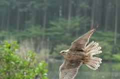 眼前を駆け抜ける