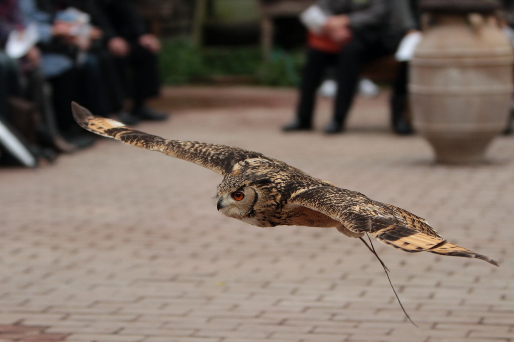 (｀・ω・´) ｷﾘｯ!