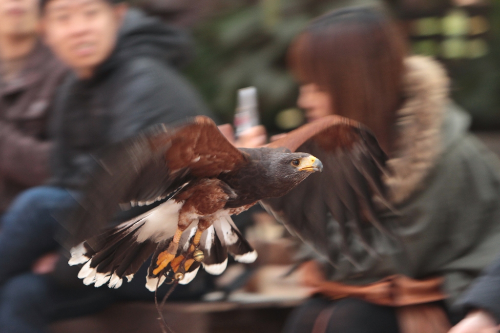 駆け上がる