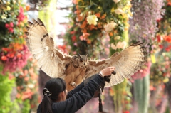 花（ベゴニア）と鳥（フクロウ）の別天地へようこそ