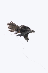 Maneuver (2)